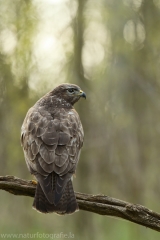 569 Mäusebussard - Buteo buteo