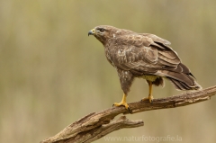 526 Mäusebussard - Buteo buteo