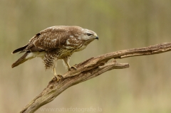 527 Mäusebussard - Buteo buteo