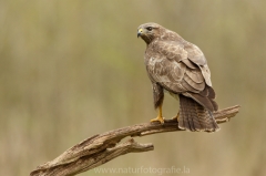 528 Mäusebussard - Buteo buteo