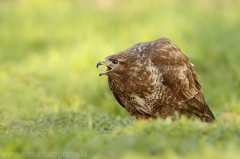 529 Mäusebussard - Buteo buteo