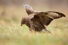 440 Mäusebussard - Buteo buteo