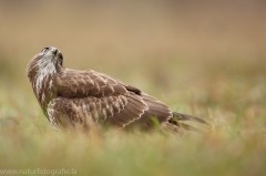 441 Mäusebussard - Buteo buteo