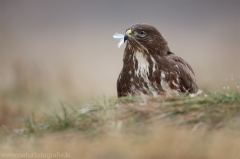 442 Mäusebussard - Buteo buteo