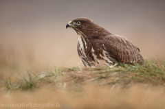 443 Mäusebussard - Buteo buteo