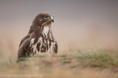 435 Mäusebussard - Buteo buteo