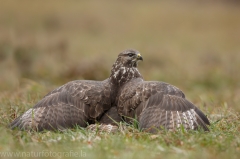 436 Mäusebussard - Buteo buteo