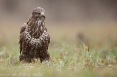 437 Mäusebussard - Buteo buteo