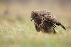 438 Mäusebussard - Buteo buteo