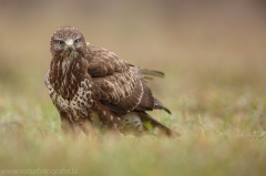 439 Mäusebussard - Buteo buteo