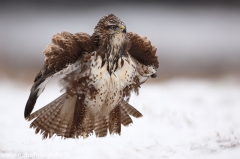 445 Mäusebussard - Buteo buteo