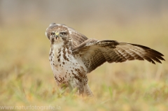 473 Mäusebussard - Buteo buteo