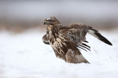 446 Mäusebussard - Buteo buteo