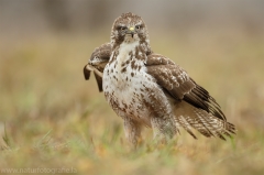 478 Mäusebussard - Buteo buteo