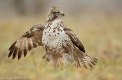 479 Mäusebussard - Buteo buteo