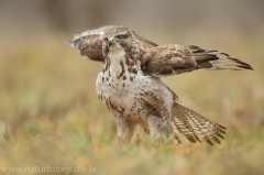 477 Mäusebussard - Buteo buteo