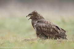 476 Mäusebussard - Buteo buteo