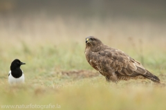 475 Mäusebussard - Buteo buteo