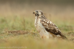 474 Mäusebussard - Buteo buteo