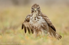 501 Mäusebussard - Buteo buteo