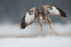 594 Mäusebussard - Buteo buteo