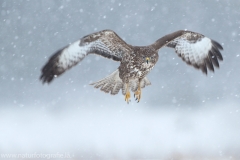 595 Mäusebussard - Buteo buteo