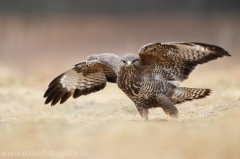 592 Mäusebussard - Buteo buteo