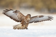 621 Mäusebussard - Buteo buteo