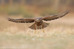 589 Mäusebussard - Buteo buteo