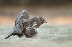 575 Mäusebussard - Buteo buteo