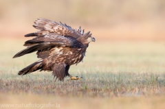 694 Seeadler - Haliaeetus albicilla