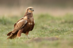 539 Rohrweihe - Circus aeruginosus