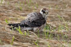 382 Rotfußfalke - Falco vespertinus