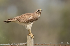 408 Rotschulterbussard