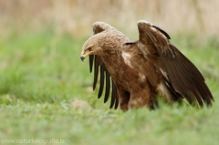 544 Schreiadler - Aquila pomarina