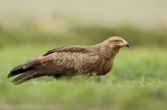 555 Schreiadler - Aquila pomarina