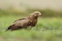 556 Schreiadler - Aquila pomarina