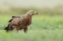 561 Schreiadler - Aquila pomarina