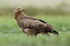 562 Schreiadler - Aquila pomarina