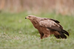 545 Schreiadler - Aquila pomarina