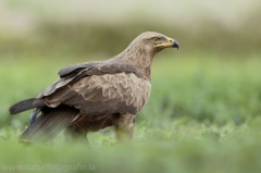 564 Schreiadler - Aquila pomarina