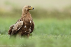 567 Schreiadler - Aquila pomarina