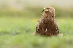 551 Schreiadler - Aquila pomarina