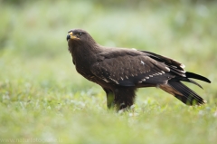 290 Schreiadler - Aquila pomarina