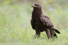 299 Schreiadler - Aquila pomarina