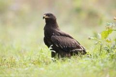 291 Schreiadler - Aquila pomarina