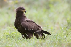 300 Schreiadler - Aquila pomarina