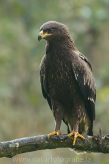 293 Schreiadler - Aquila pomarina