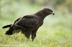 295 Schreiadler - Aquila pomarina