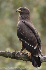 296 Schreiadler - Aquila pomarina